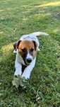 Gładkowłosy jack russell terrier, doskonaly rodowód ZKwP FCI