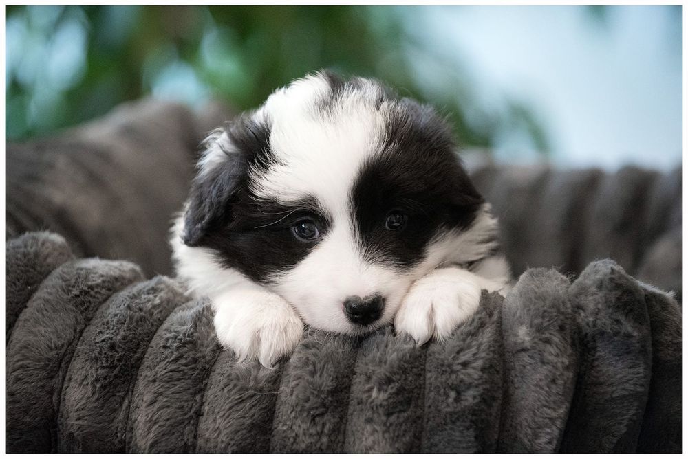 Border Collie ZKwP FCI