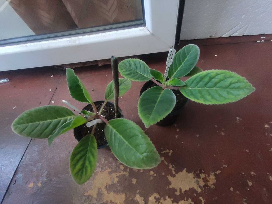 набор из 2-х сортов молодых глоксиний