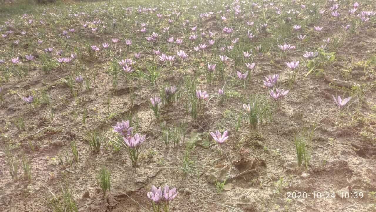 Шафран. Шафран посевной. Крокус. Crocus sativus. Луковицы