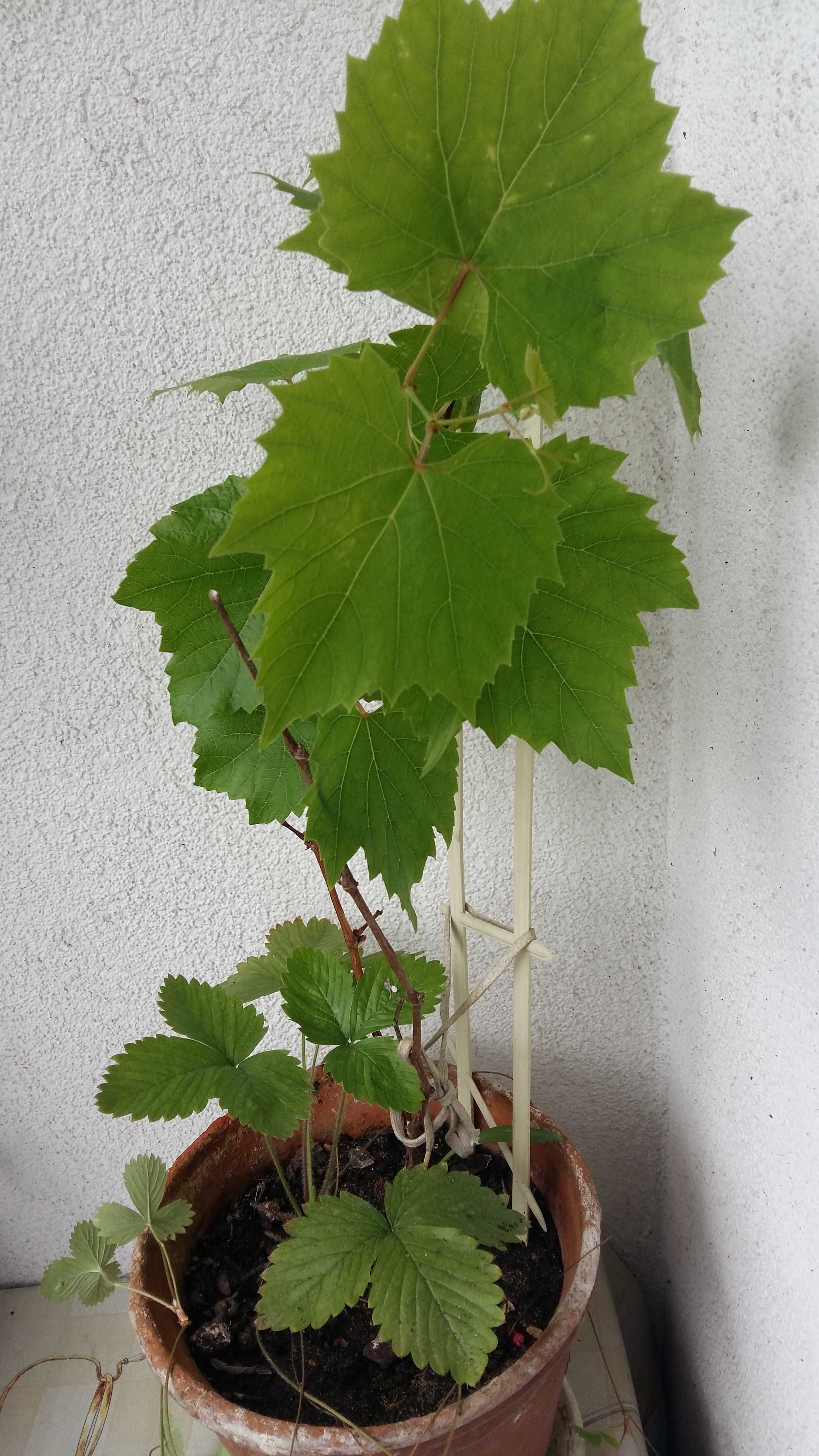 Sadzonka winogrona mrozoodporna roślina ogrodowa.