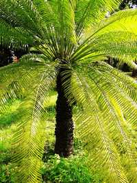 Cycas Circinalis * Planta rara*