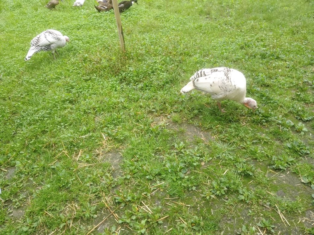 Sprzedam indyki niosą jajka