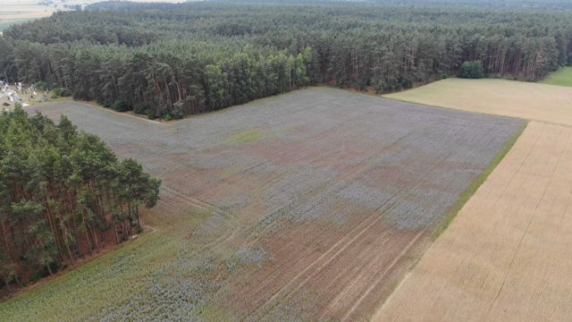 Działka w Borach Tucholskich