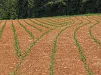 Siew kukurydzy, usługi rolnicze