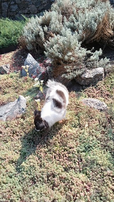 Очень красивая девочка папильон.