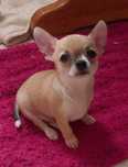Śliczny piesek Chihuahua