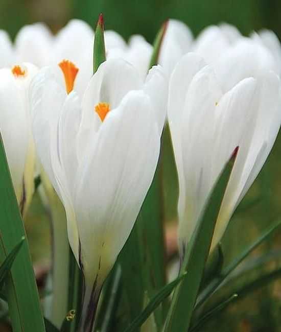 Krokusy mieszanka kilku odmian wielkokwiatowych 100 cebulek za 90 zł