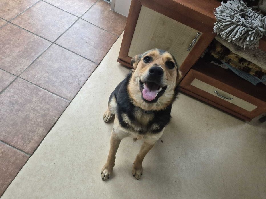 Pieski szukają nowych domów