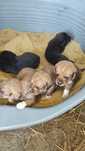 Da se cachorros . Mãe raça pura Beagle