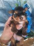 Yorkshire Terrier sunia do rezerwacji