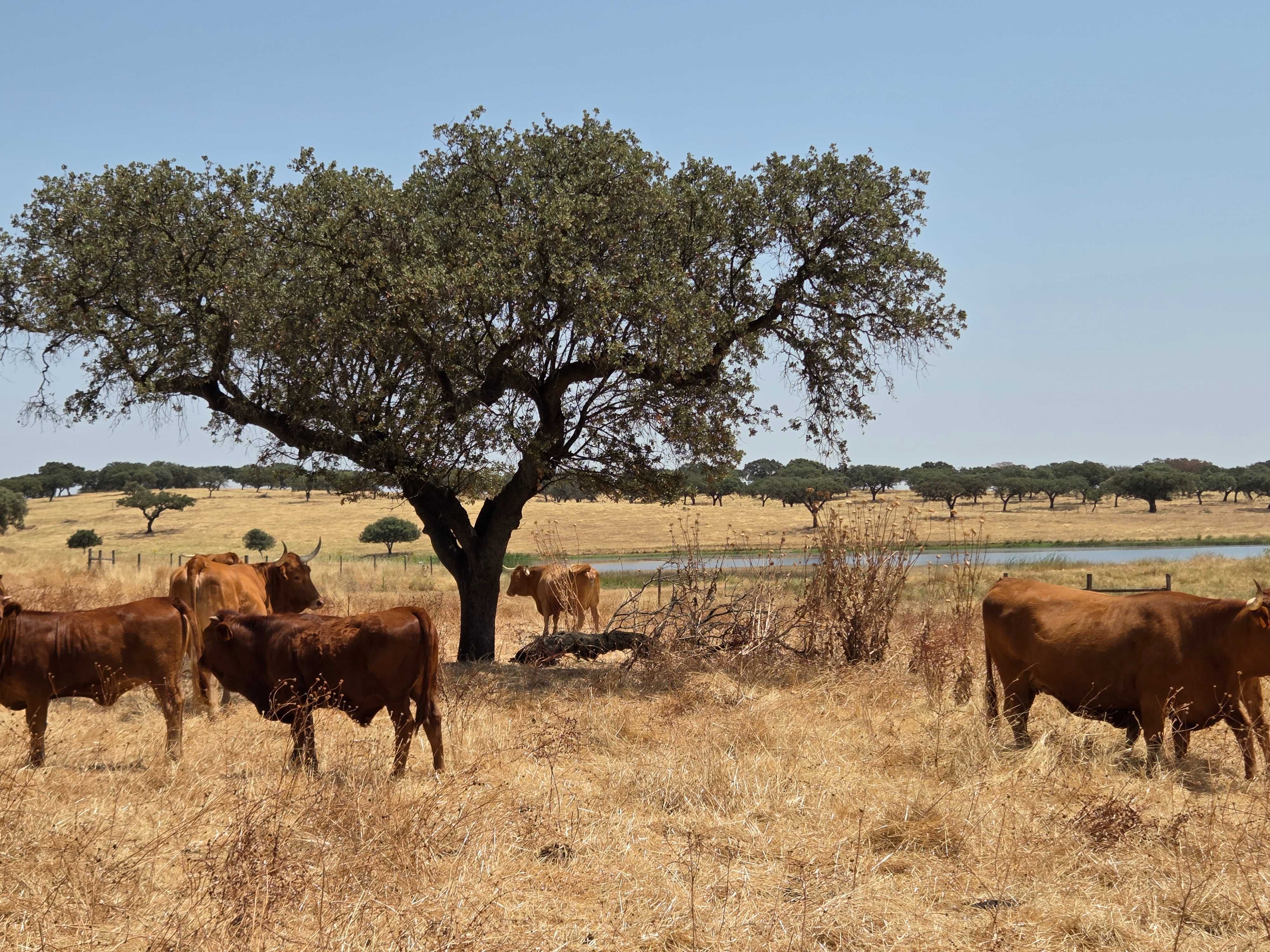 Novilhas de Raça Alentejana