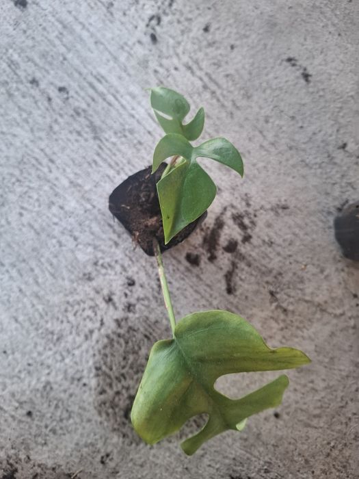 Monstera  minima