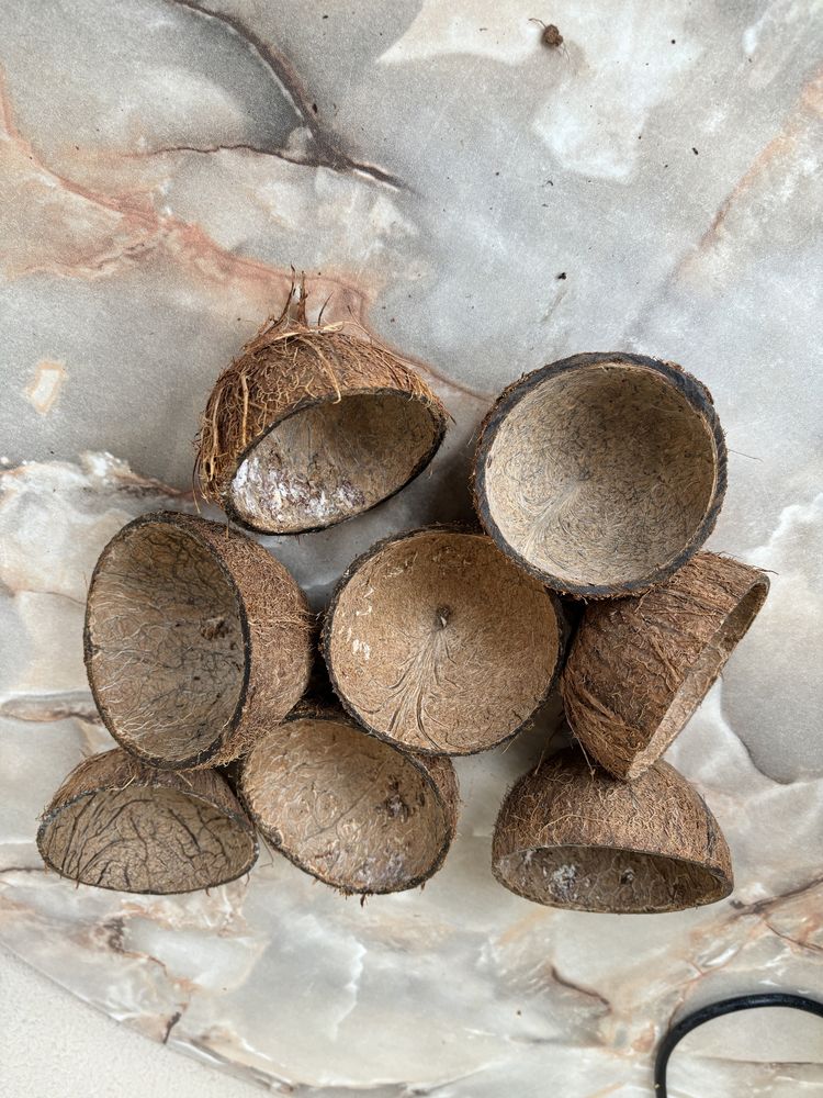 Скорлупа шкаралупа орех кокоса кожура кокос кокосу