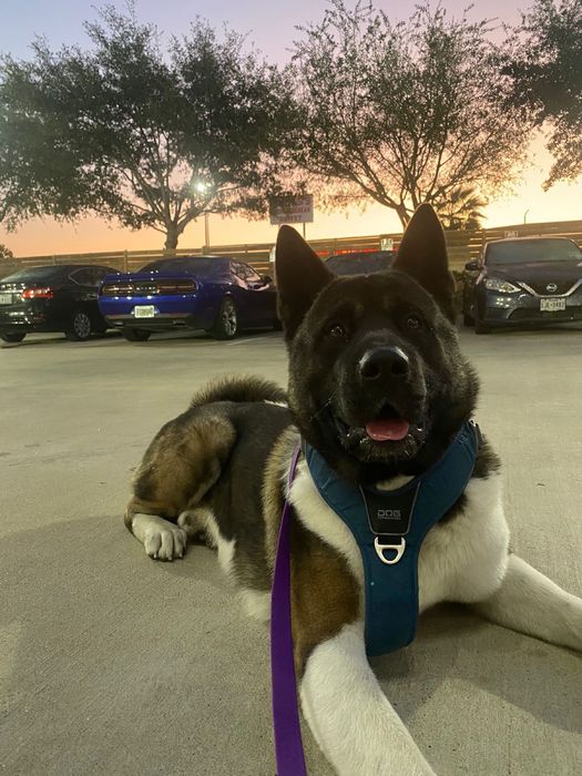 Вязка американська акіта