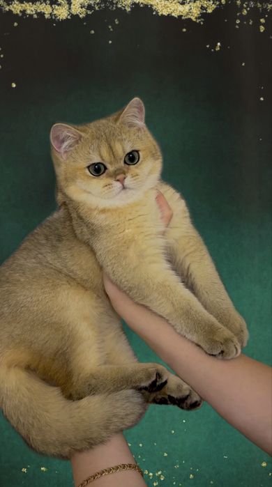 Шикарный красавец золотая шиншилла