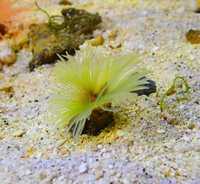 Rurówka żółta - rurówki - akwarium morskie