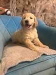 Goldendoodle piesek .samczyk