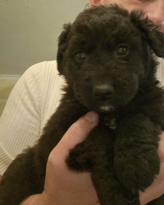 Віддамо цуценя безкоштовно