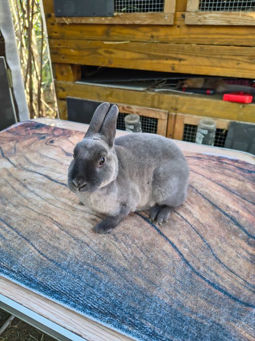 Mini rex kuna niebieska samiczka