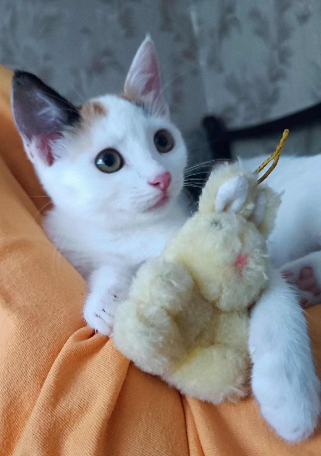 Трехцветное счастье в дом.