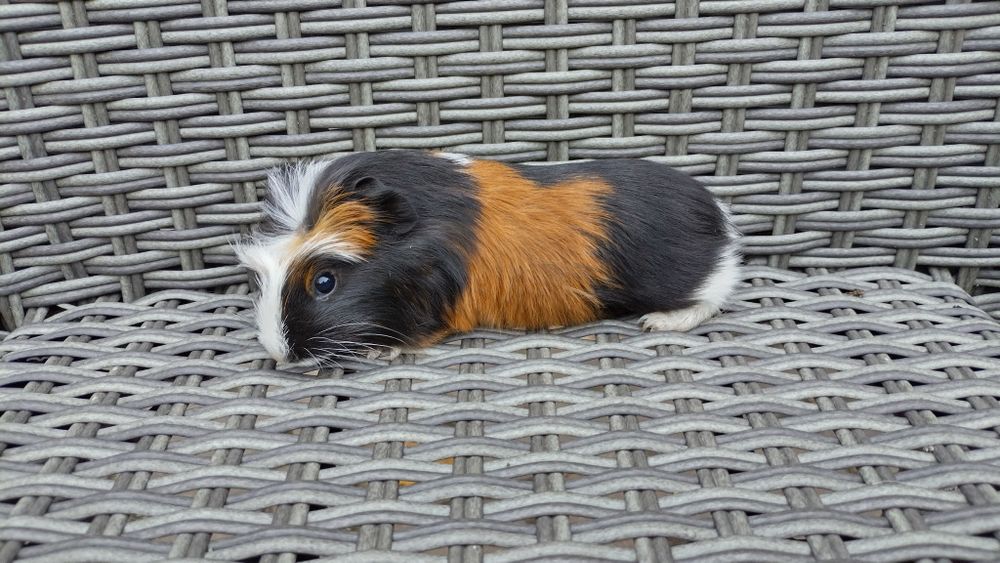 Świnki świnka morska