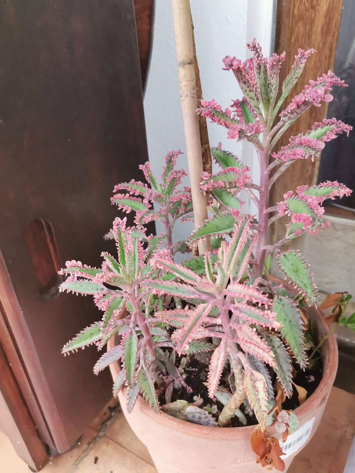 Vendo Kalanchoe Pink