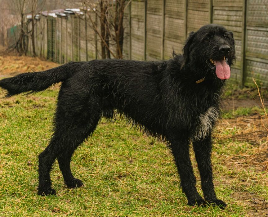 FADO - piękny psiak w typie wyżła szuka domu