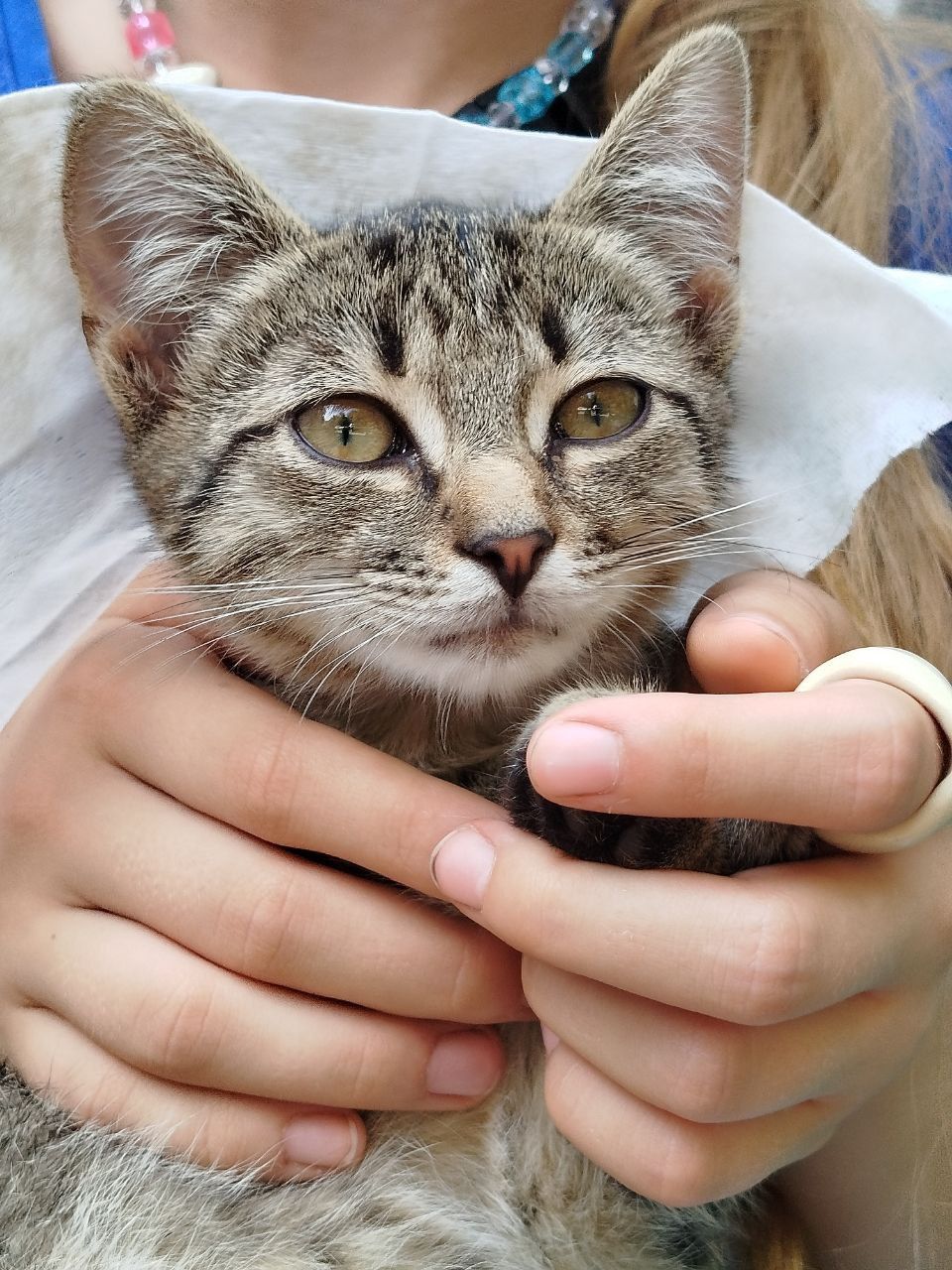 Кошеня хлопчик дворовий