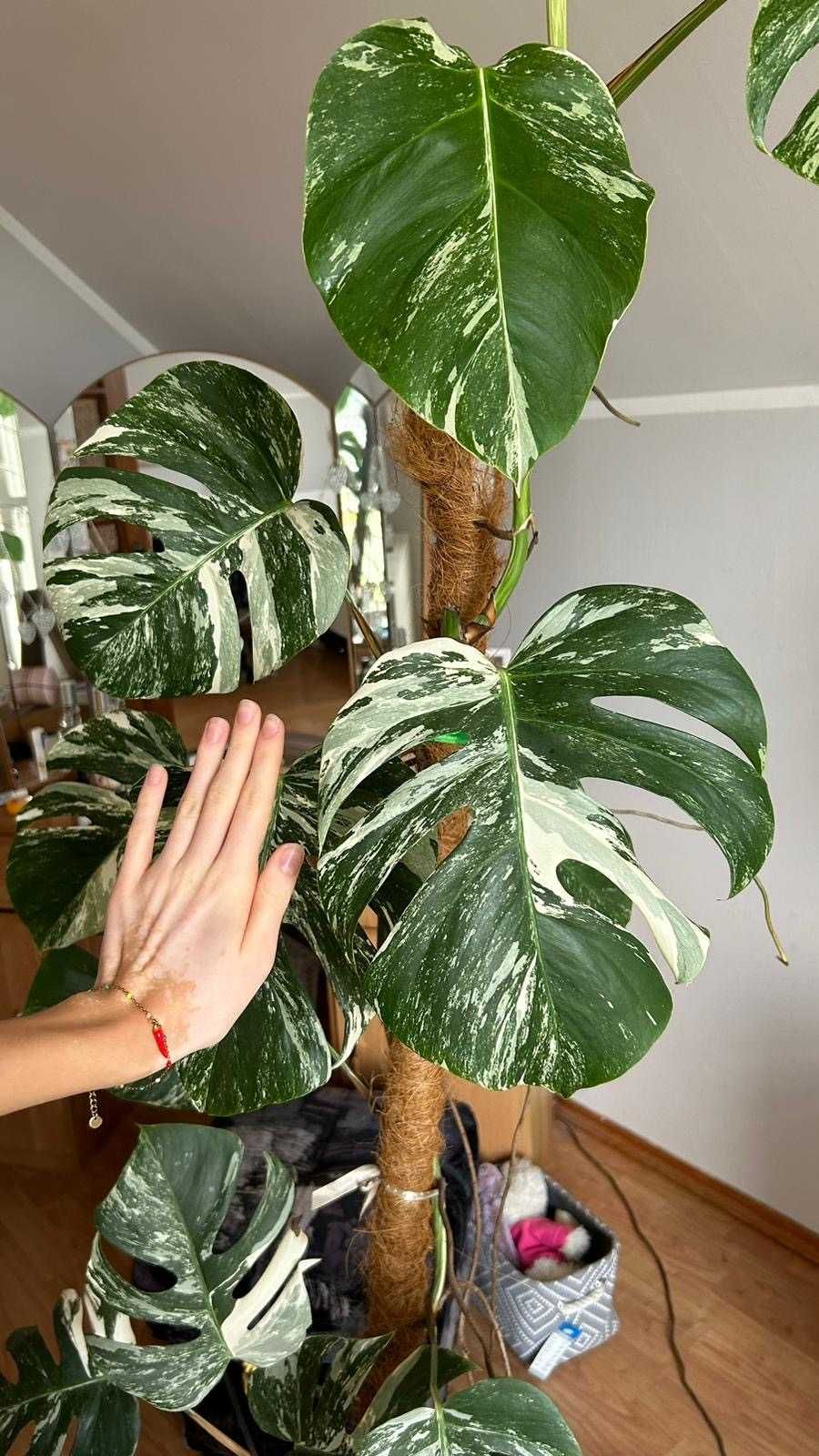 Monstera variegata 2m wysokości