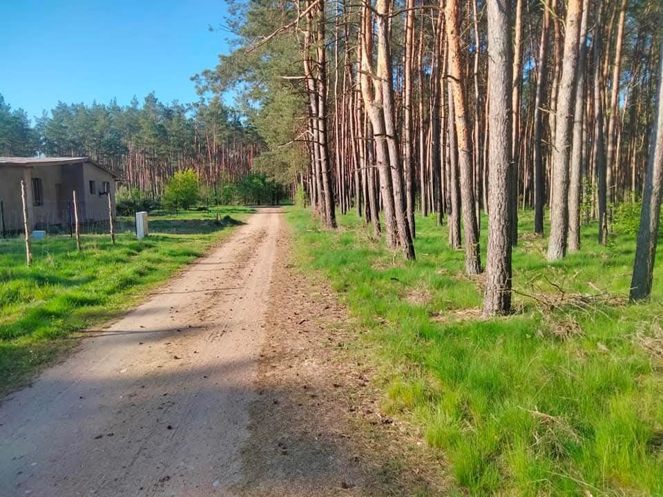 Jezioro Józefowo Drwęca własny las, 12km od Torunia 8000m2