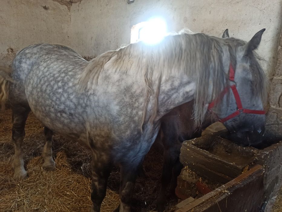 Klacz zimnokrwista ze zrebakiem