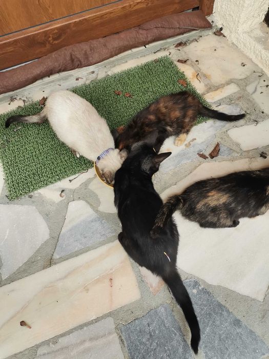 Gatinhos para adopção