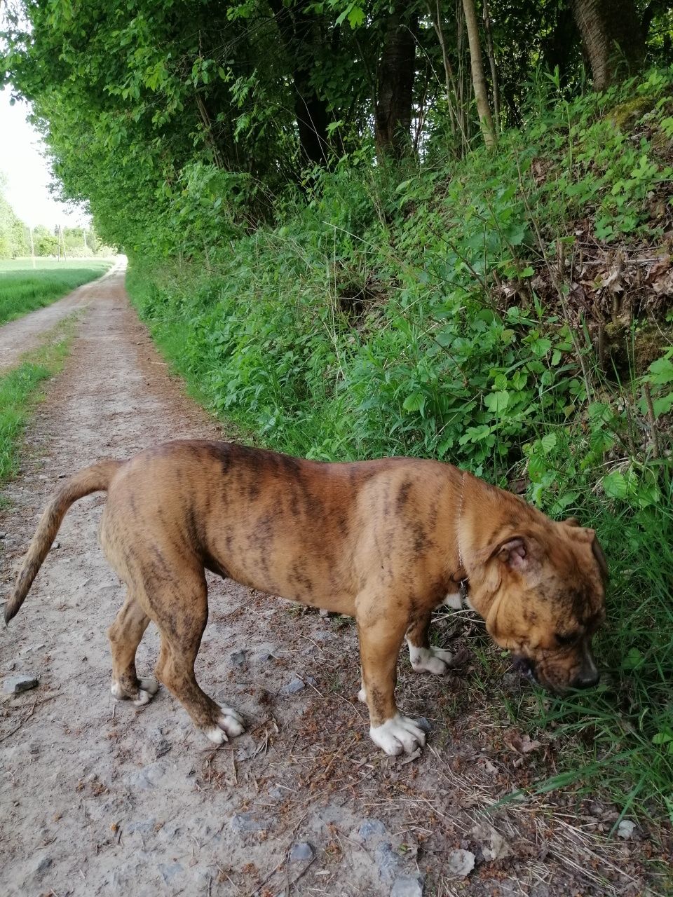 American pitbull terier