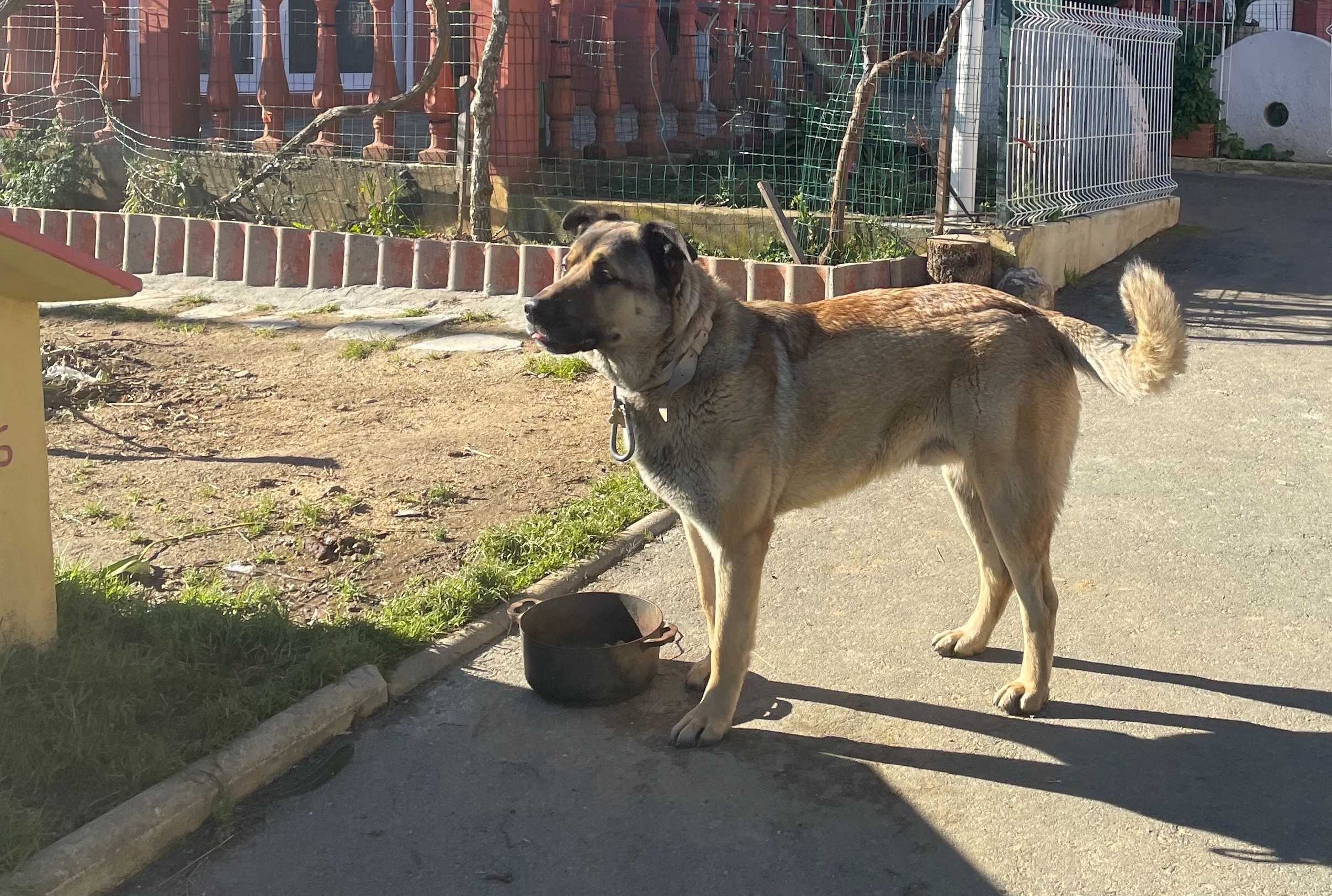 (Raça da Estrela)-cão porte grande para adoção com boletim veterinário