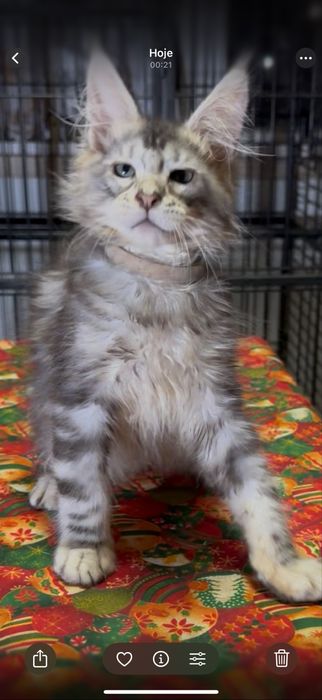 maine coon disponivel para entrega imediata.