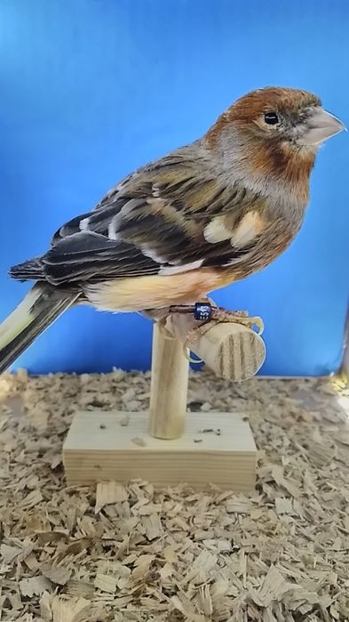 Kanarki samice   z 2023r