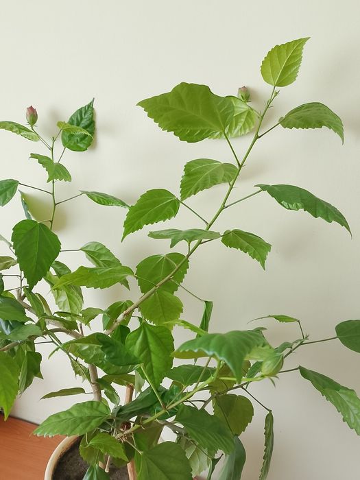 Квітка    Гібіскус (Китайська роза)