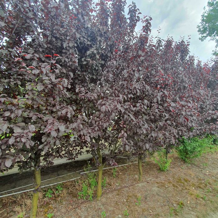 Duże drzewa alejowe-Śliwa wiśniowa Pissardi, Klon purpurowy ,Katalpa