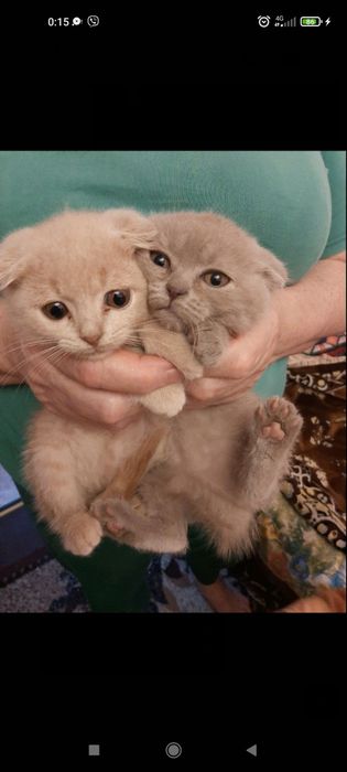 Кошеня Висловухе, 2 міс