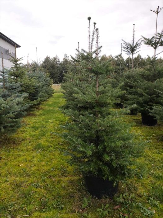 Świerki/jodły koreańskie w donicach