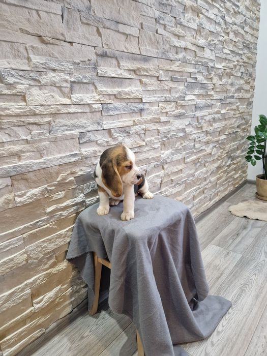 Suczka Beagle Tricolor