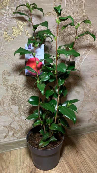 Камелія  Японська