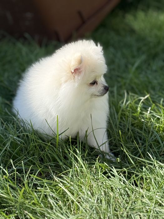 Pomeranian Szpic Miniaturowy Biały FCI ZKwP