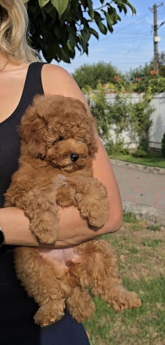 Лялькові кучеряшки.