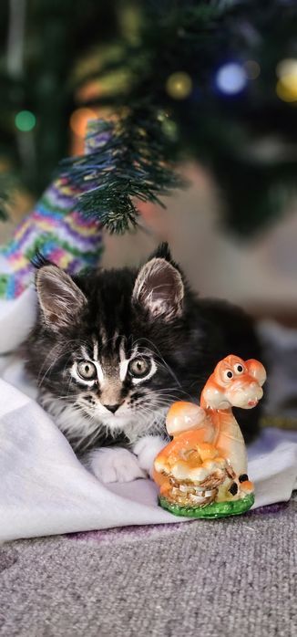 Кот Мейн Кун ждёт девочку