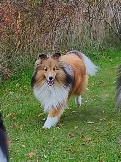 Owczarek szetlandzki, Sheltie, szczeniak ZKwP/FCI