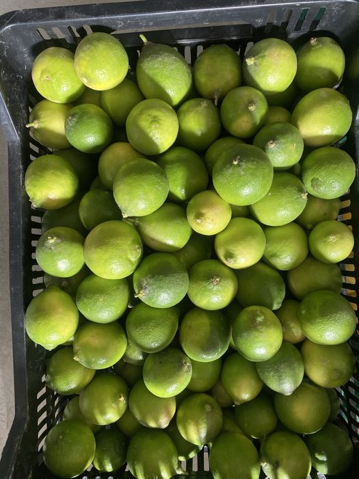 Limas Biológicas Frescas