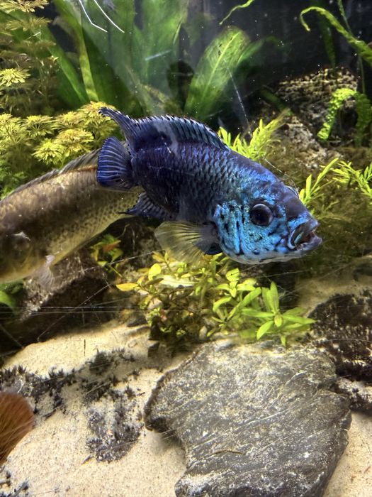 Pielegnica electric blue jack dempsey