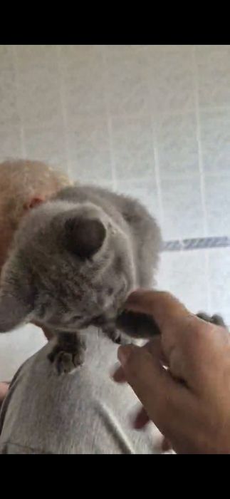 Menino scottish straigth azul